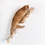 Cat Climbing Wall - Ladder Kit (Beige) - Image 7
