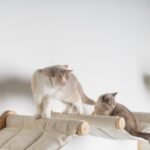 Cat Climbing Wall - Hammock de Luxe XXL (Beige) - Image 10