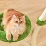 Michu Verde Solid Wooded Base Cat Tree - Image 20