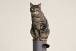Zip Scratching Post - Image 8