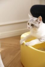Michu Macaron High Edge Cream White Open Style Extra Large Cat Litter Box Designed by MEOOF XL - Image 16